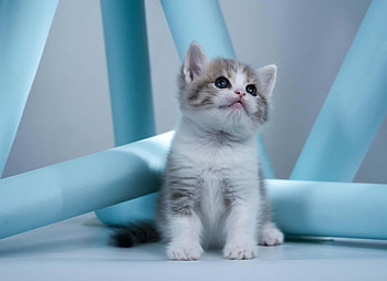 Kitten, animal, kitty, cat, purr HD wallpaper