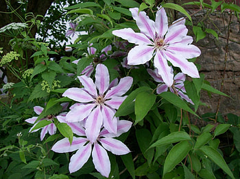 some more light pink flowers, pink, flower HD wallpaper