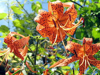 Flowers, Sky, Lilies, Spotted, Greens, Flower Bed, Flowerbed, Stamens HD wallpaper
