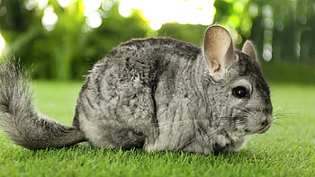 Chinchilla basics, Kiwiexoticos guide, Rodent care, Pet lovers HD wallpaper