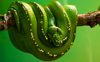 Snake , High-resolution , Mesmerizing serpent, Eye-catching visuals HD wallpaper