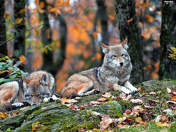 Wolves on Autumn Forest, animal, wolves, trees, autumn, forest HD wallpaper