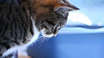 Animals, Cat, Brown, Striped, Pensive HD wallpaper