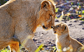 Animals, Young, Lion, Care, Joey, Tenderness HD wallpaper
