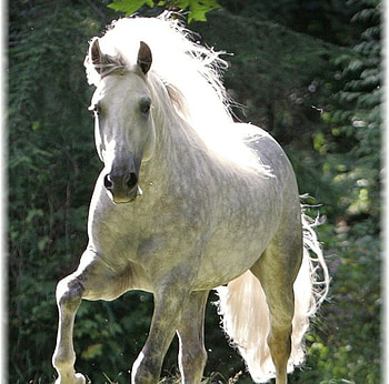 Grey Blaze, spanish, andalusian, horses, grey HD wallpaper