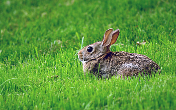 Animals, Grass, Hide, Fear, Hare HD wallpaper