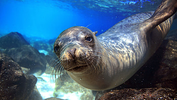 Sea lion Galapagos, Underwater close-up, Diving tourism, Blue animal HD wallpaper