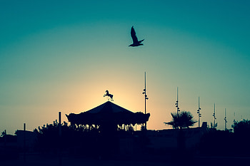 Twilight, Dark, Silhouette, Bird, Dusk, Carousel, Dreams, Reverie HD wallpaper