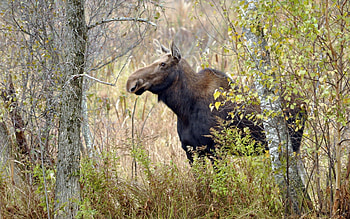 Animals, Trees, Autumn, Elk HD wallpaper