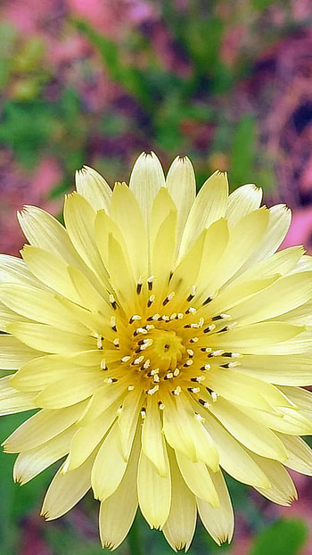 Pale Yellow Flower, yellow, earth, nature, flower HD phone wallpaper