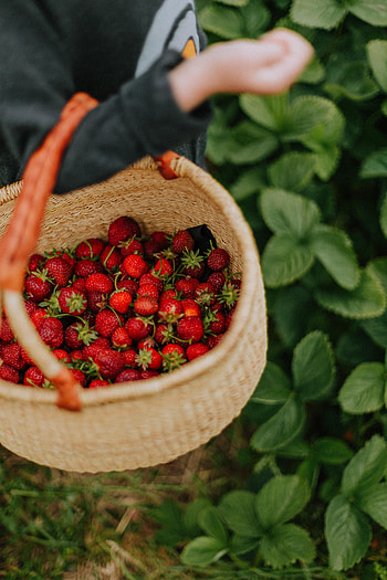 Food, Strawberry, Hand, Berry, Basket, Harvest HD phone wallpaper