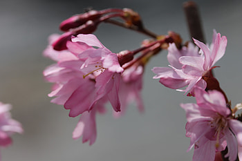 Flowers, Sakura, Bloom, Flowering, Branch HD wallpaper