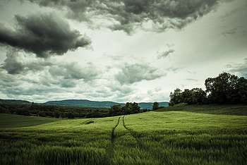 Landscape, Nature, Trees, Relief, Field, Hills, Rye, Agriculture HD wallpaper