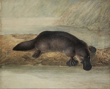Platypus painting, platypus, australia, art HD wallpaper
