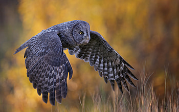 Great Grey Owl, animal, bird, owl, great grey HD wallpaper