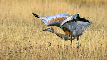 Animals, Grass, Bird, Field, Wave, Sweep HD wallpaper