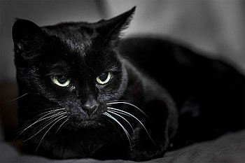 Animals, Muzzle, Sight, Opinion, Black Cat HD wallpaper