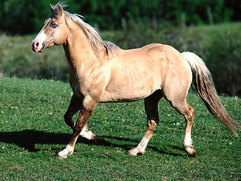 Bundy the Palomino Quarter Horse, quarter horses, horses, bundy, animals, palomino quarter horse, trotting, palominos HD wallpaper
