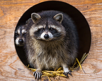 Animals, Grass, Couple, Pair, Striped, Beast, Raccoon HD wallpaper