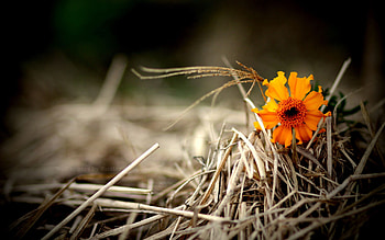 Flower, Macro, Bright, Hay, Straw HD wallpaper