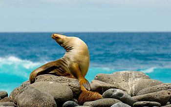 Seal, , Background HD wallpaper