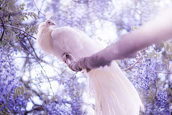 White Peacock, peacocks, birds, deviantart HD wallpaper
