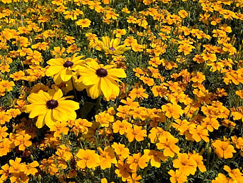 Golden Yellow Fields, golden, flowers, nice, yellow HD wallpaper