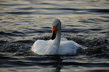 Swan, bird, white, swimming, water HD wallpaper