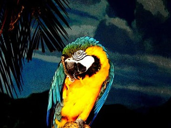 Parrot, abstract, bird HD wallpaper