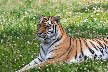 Animals, Grass, Predator, Big Cat, Tiger, Stripes, Streaks HD wallpaper