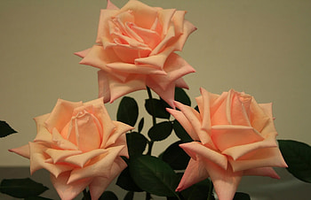 Flowers, Roses, Close-Up, Buds, Three HD wallpaper
