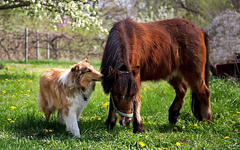 Animals, Grass, Friendship, Dog, Horse, Pony, Collie HD wallpaper