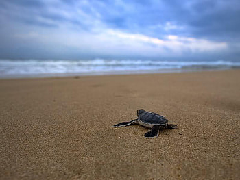 I'm Almost There, clouds, turtle, sand, ocean HD wallpaper