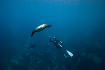 diving, Sports, Intro for Scuba Divers, Deepblu Platform HD wallpaper