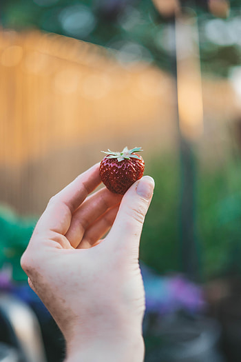 Strawberry, Hand, Miscellanea, Miscellaneous, Berry, Fruit HD phone wallpaper