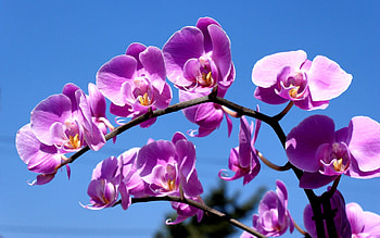Sky, Lilac, Flower, Macro HD wallpaper