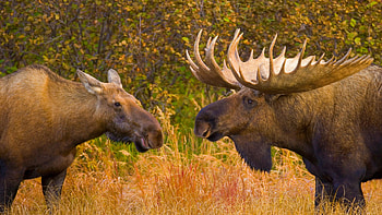 Bull and female moose in Denali National Park, Alaska, Animal, moose HD wallpaper