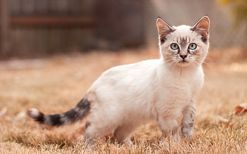 Animals, Kitty, Kitten, Stroll, Nice, Sweetheart HD wallpaper