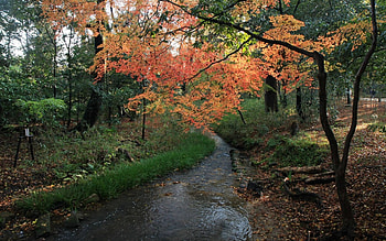 Forest, trees, nature, water, scenic HD wallpaper