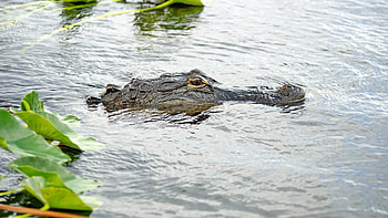 Everglades National Park, RV travel, Camper exploration, Adventure HD wallpaper
