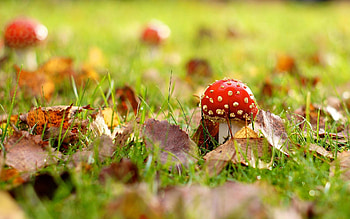 Amanita, Nature, Mushroom backgrounds HD wallpaper