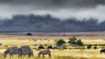 Ngorongoro Conservation Area, Zebras HD wallpaper