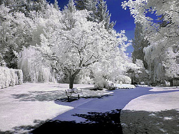 Bear creek, winter, river, summer, white, creek, bear, trees, small HD wallpaper