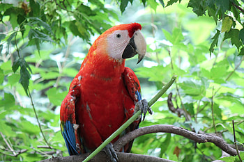 Macaw, , bird, red HD wallpaper