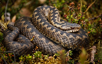 rattlesnake , High-res , Stunning backgrounds, Captivating visuals HD wallpaper