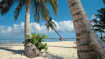 Honduras, Islands, Palm Trees HD wallpaper