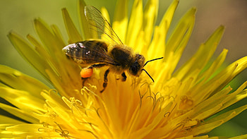 Pollination, Bees HD wallpaper