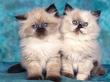 Brother cats, cats, nature, animals HD wallpaper