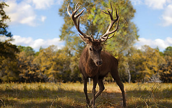 Animals, Deers HD wallpaper
