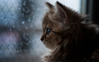 Animals, Cats HD wallpaper